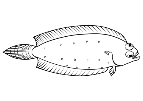 Witch Flounder (Glyptocephalus Cynoglossus) Coloring Page